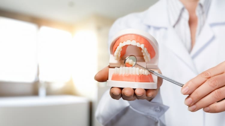 Dentist holding a dental model and using a dental tool to demonstrate teeth cleaning or dental care.
